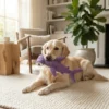 purple-shark-interactive-squeaky-dog-toy Interactive purple shark squeaky dog toy